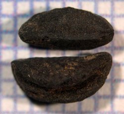 American holly (Ilex opaca) seeds.