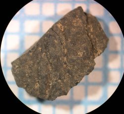 Black walnut (Juglans nigra) nutshell fragment.