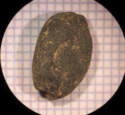Persimmon (Diospyros virginiana) seed.