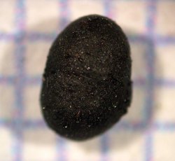 Sumac (Rhus sp.) seed.