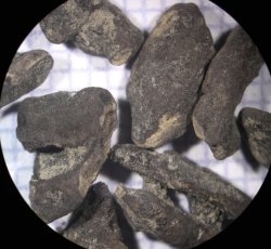 Peach (Prunus persica) pit fragment.