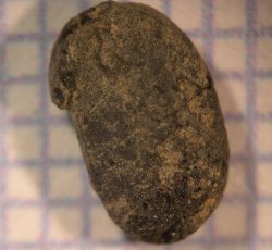 Bean (Phaseolus vulgaris) seed.