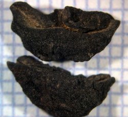 Maize (Zea mays) cupules, kernel.