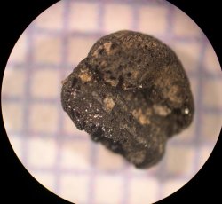 Wheat (Triticum aestivum) kernel.