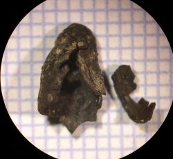 Squash (Cucurbita sp.) seed fragments.