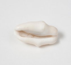 "Flamingo tongue" cowrie shell.