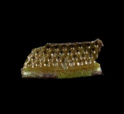 Copper alloy thimble fragment.