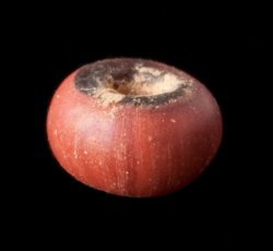 Drawn, compound, sub-spherical red bead.