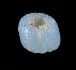 Drawn, simple, sub-spherical, blue bead.