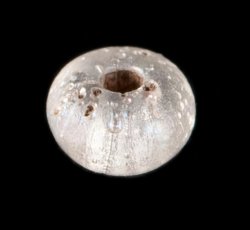 Drawn, simple, sub-spherical, clear bead.