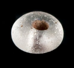 Drawn, simple, sub-sperical clear bead.