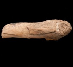 Bone utensil handle.