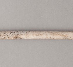 Longest tobacco pipe stem found in the South Grove Midden. 