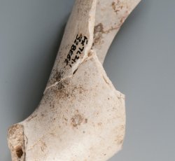 Tobacco pipe marked with ÒAÓ and ÒGÓ on either side of the heel. 