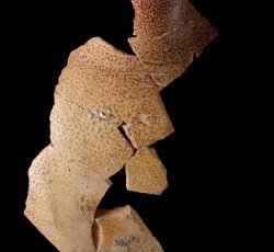 English brown stoneware jug or bottle.