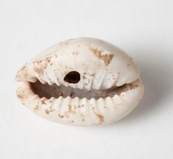 "Gold ringer" cowrie shell.