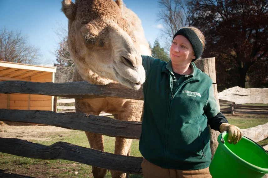 Aladdin The Christmas Camel