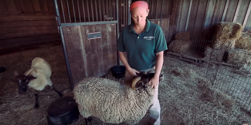 Traditional 18th Century Sheep Shearing
