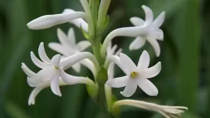 The Four Gardens at Mount Vernon