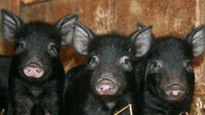 Help us Build a New Livestock Facility