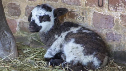 Visit the Lambs Today