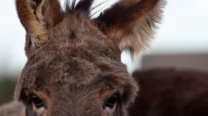 Donkeys