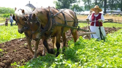 The Farm