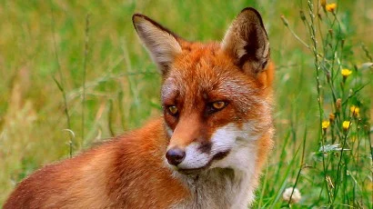 Grandfather Washington and the "Firery Animals"