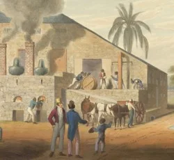 Rum