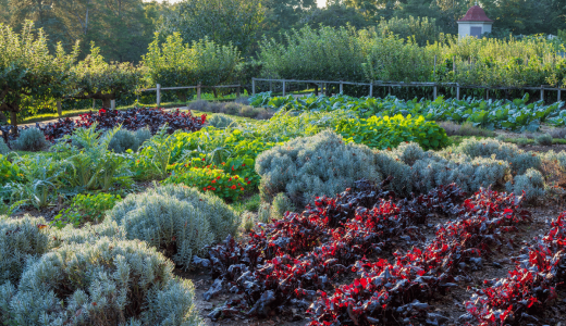 Fall Plant and Garden Sale