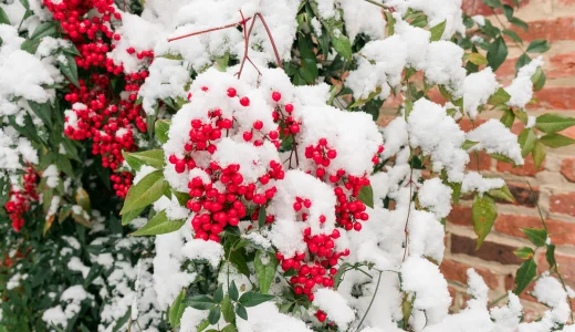 Winter Holly Plants