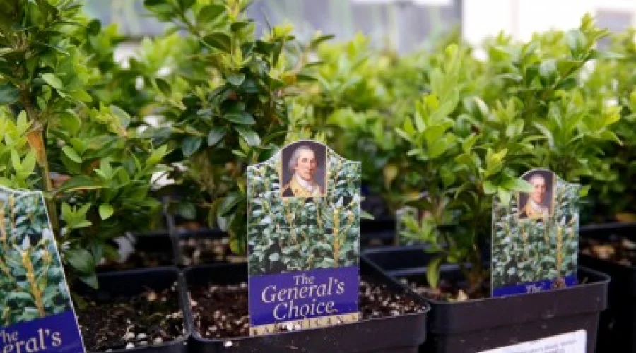 Historic Plant & Garden Sale