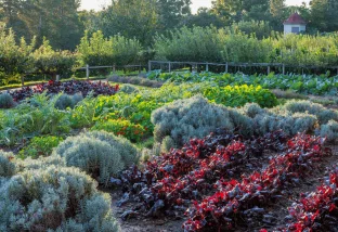 Fall Plant and Garden Sale