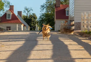 dog running
