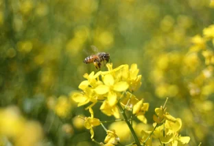 honey bee