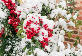 Winter Holly Plants