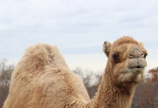 Aladdin The Christmas Camel