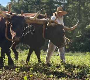 Oxen at Mount Vernon