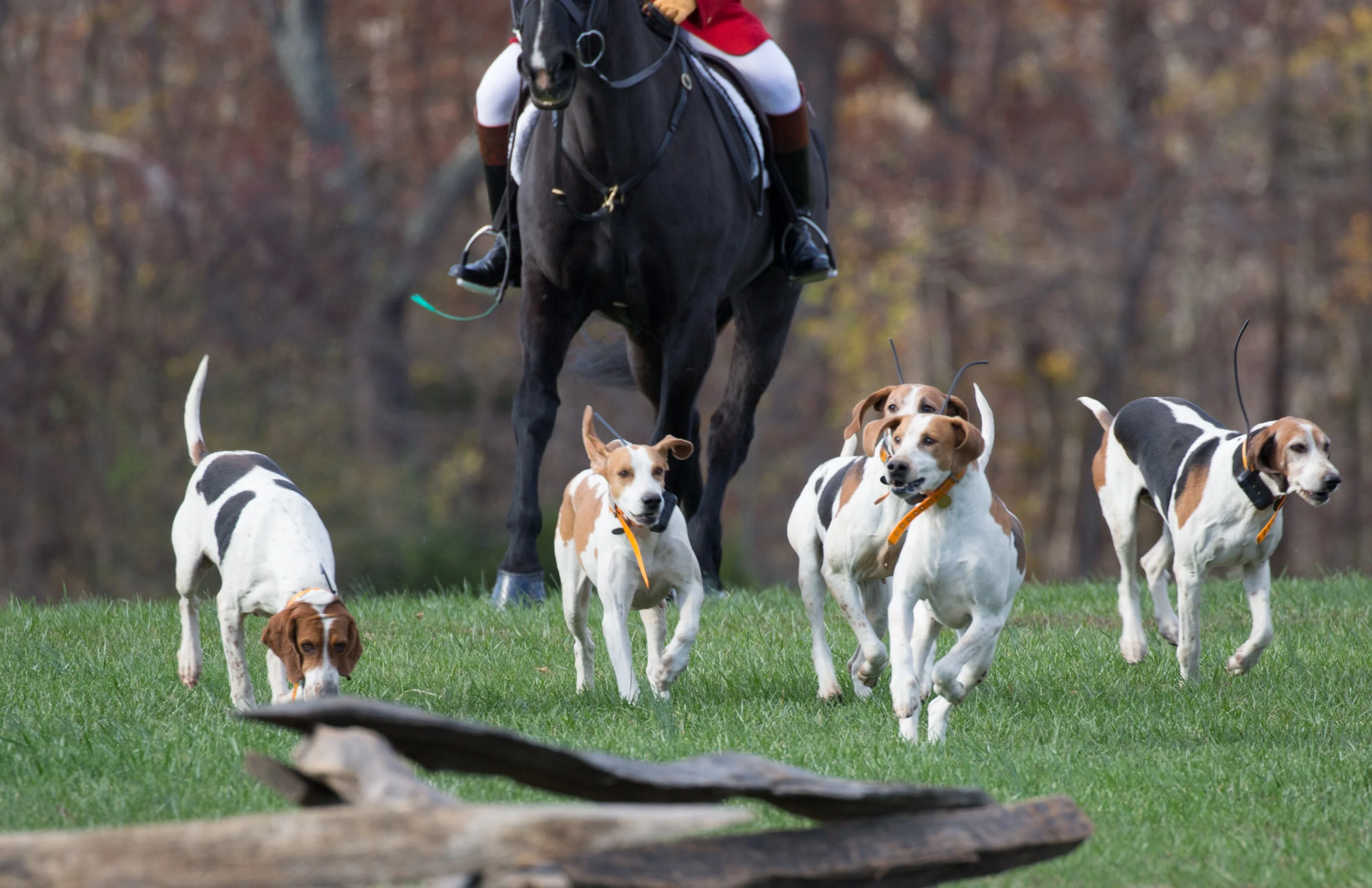 Horse and hounds