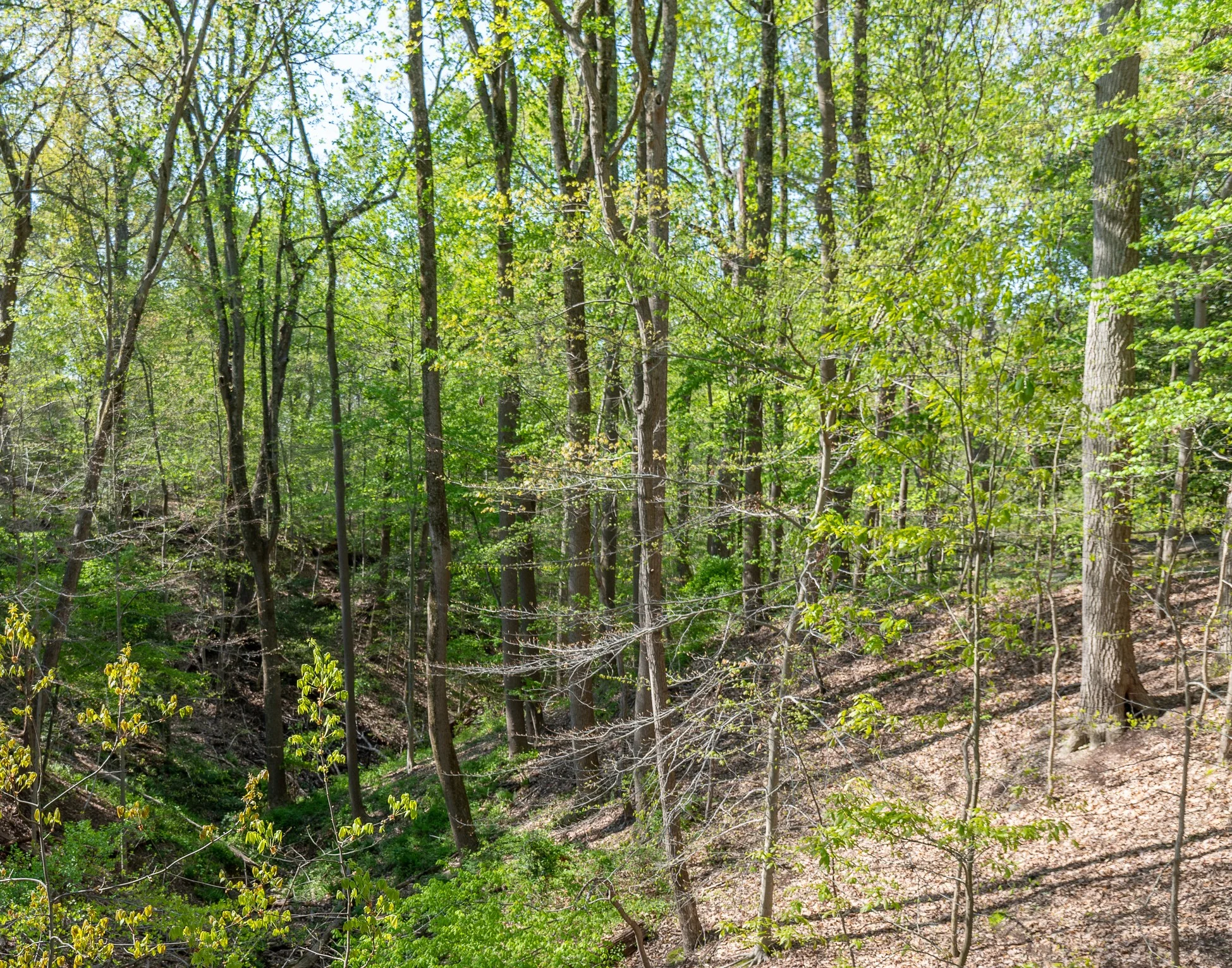 Virginia forest