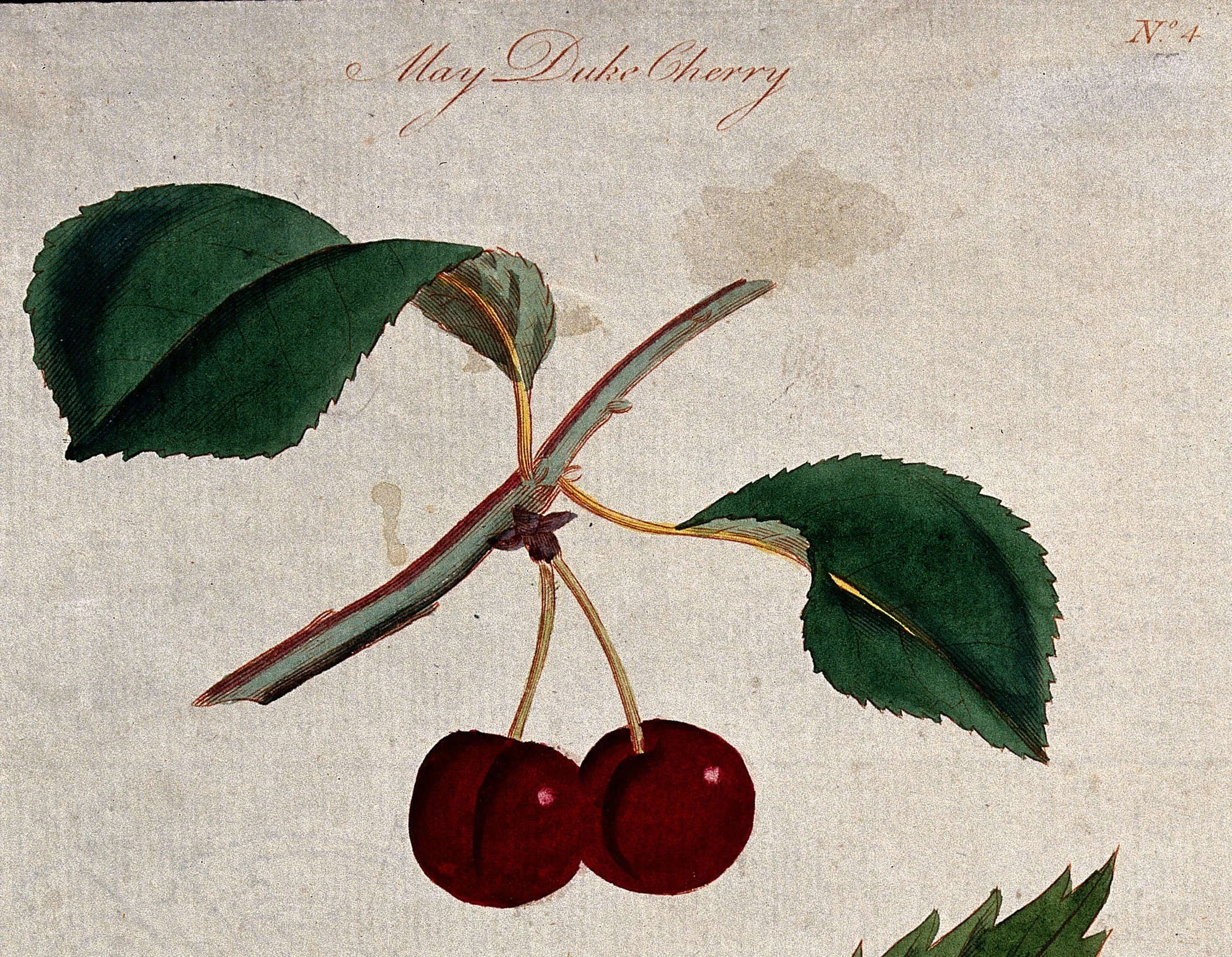 May Duke cherry