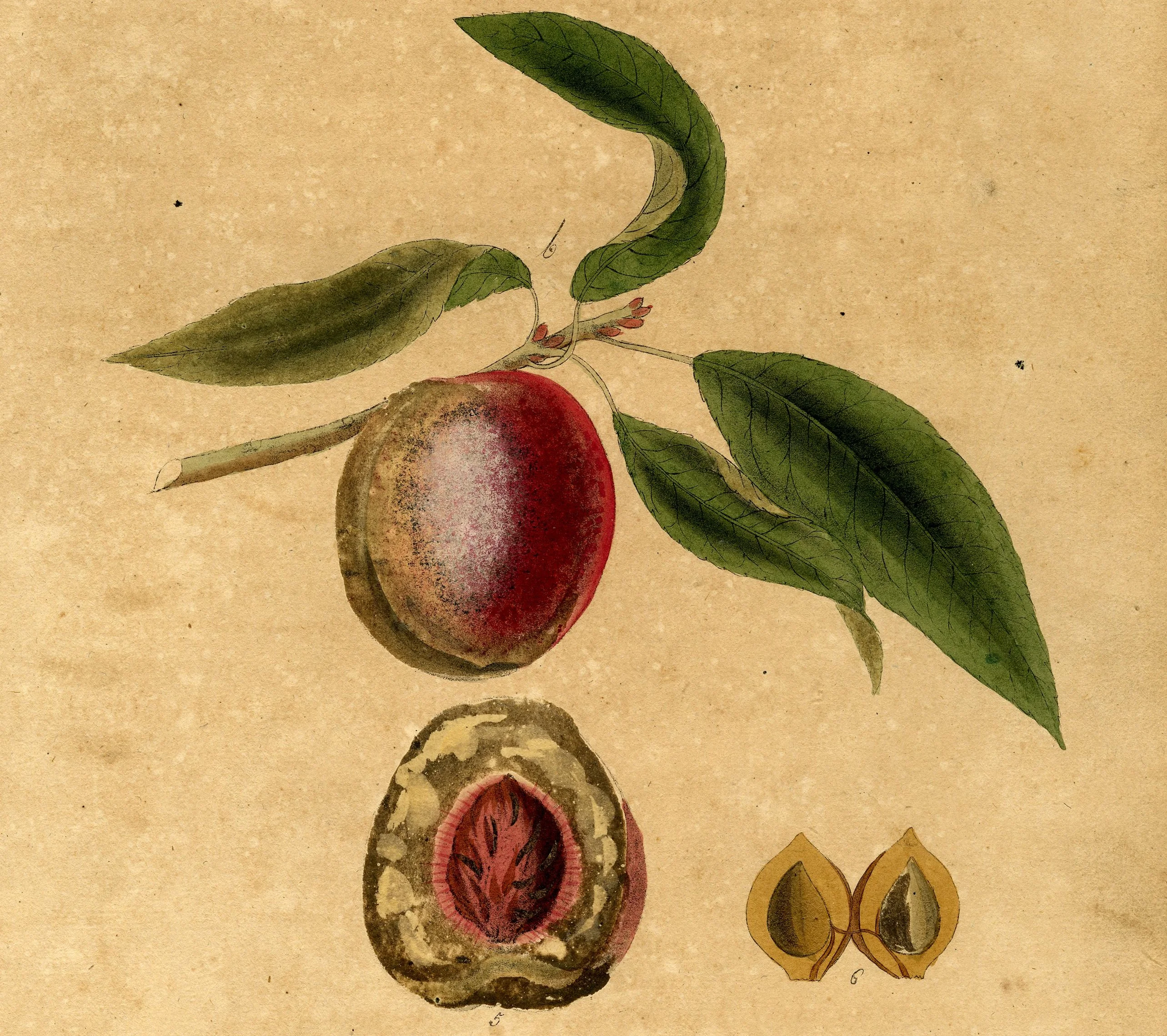 Peach tree