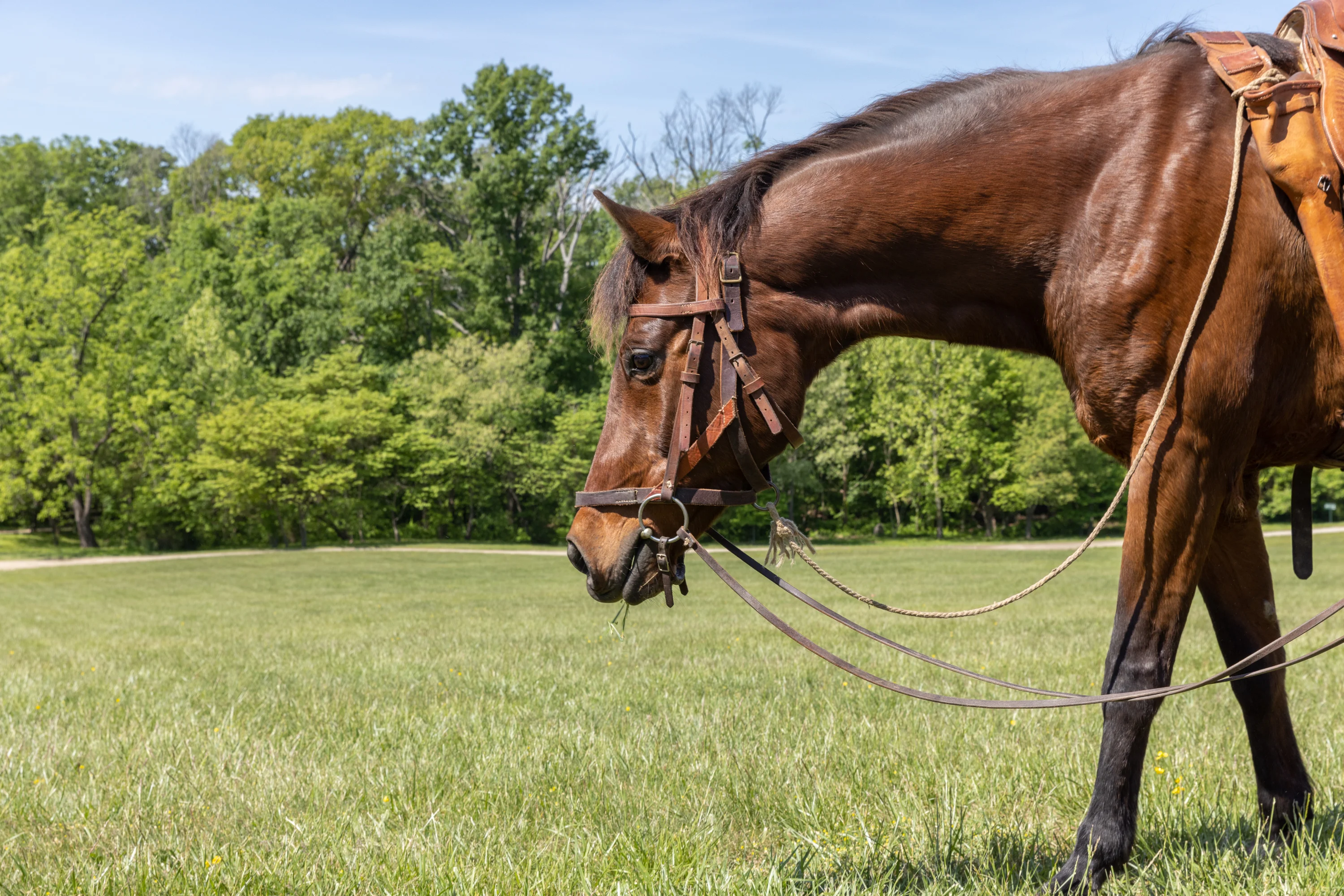 horse