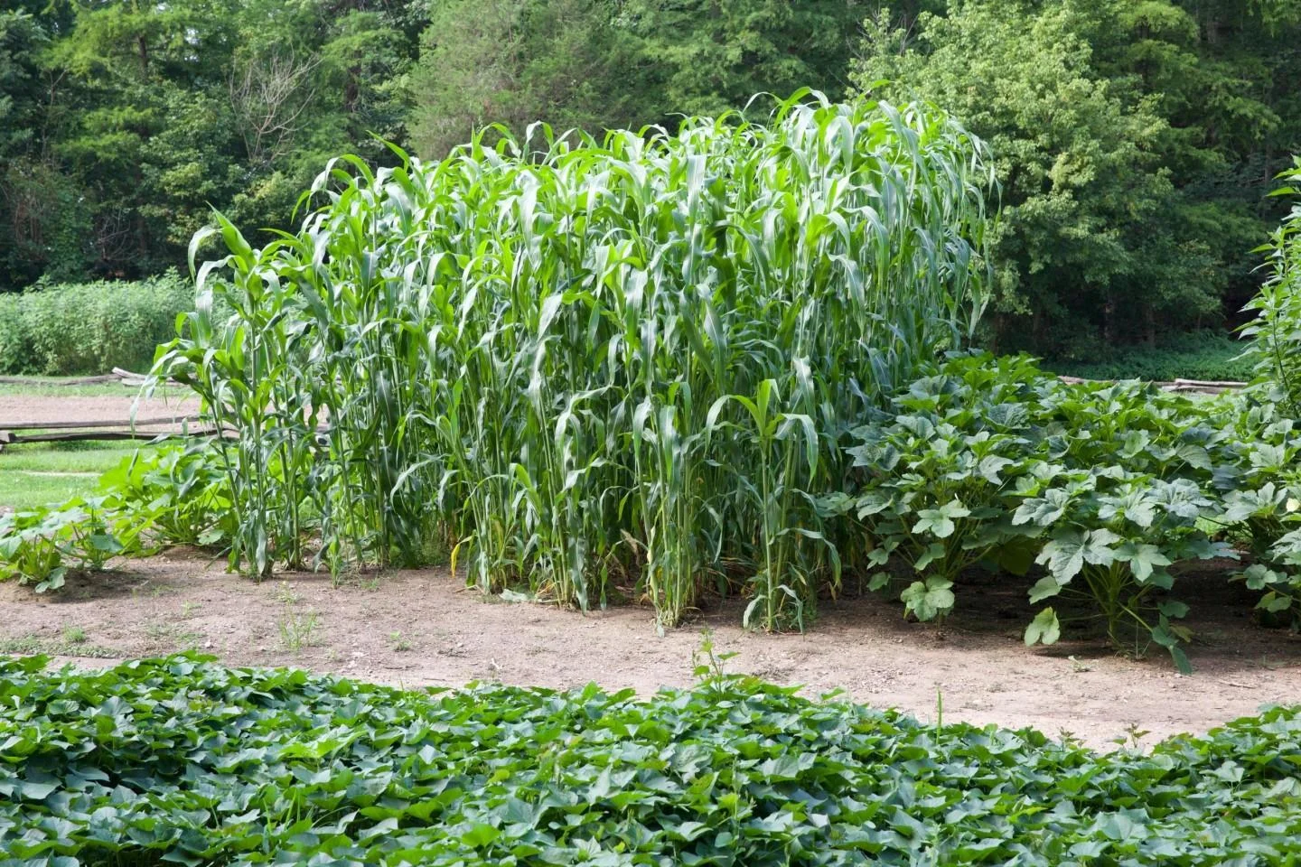 farming-aug-2014-shenk-50s-1087.jpg