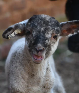 Lambs & Sheep at Mount Vernon