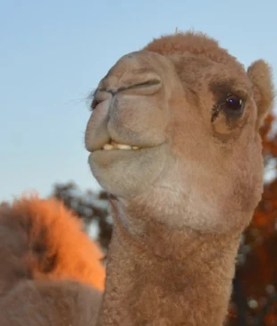 Aladdin the Camel is a frequent guest at Mount Vernon during the holidays. (MVLA)