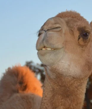 Aladdin the Camel is a frequent guest at Mount Vernon during the holidays. (MVLA)