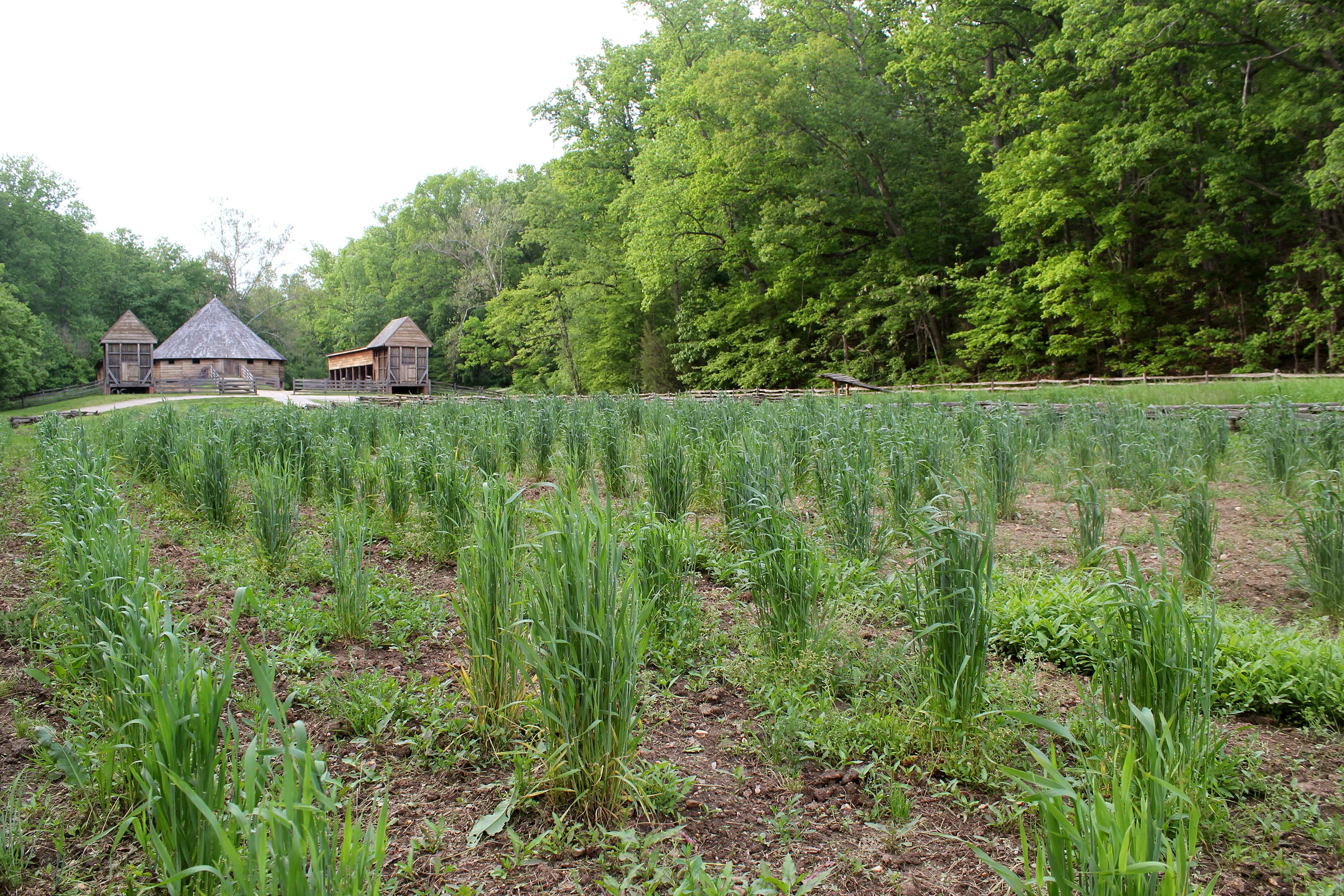 clump wheat
