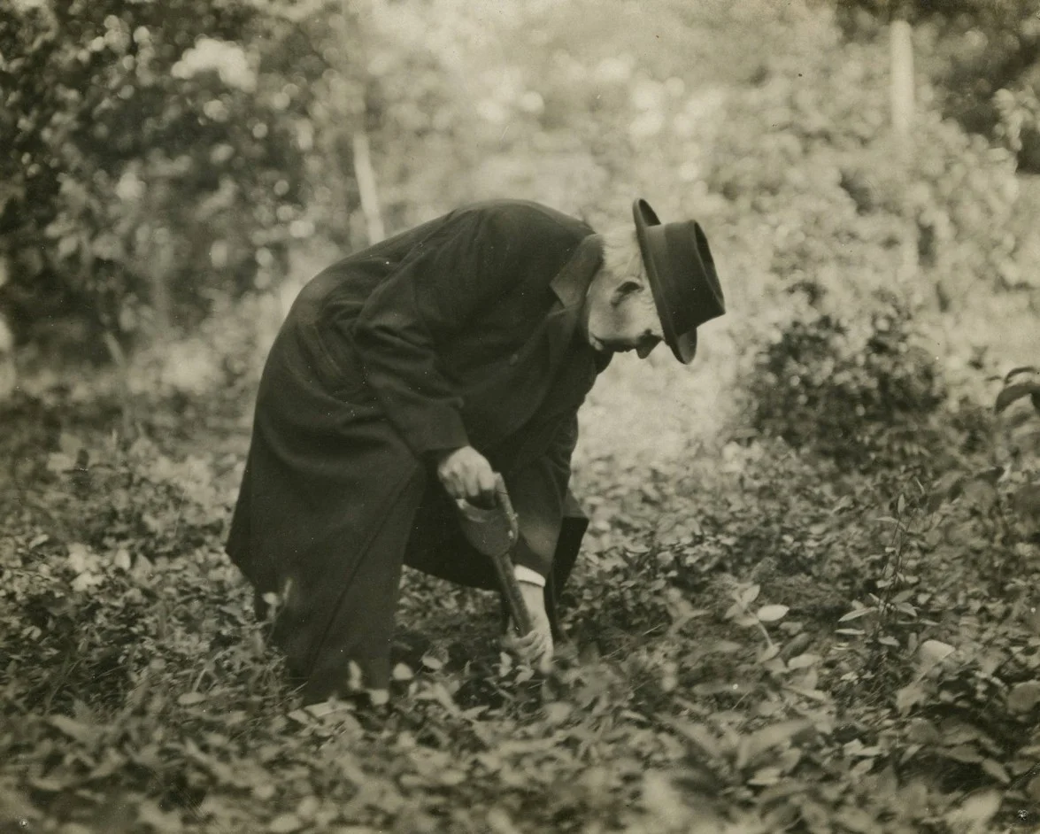 Famous Tree Plantings