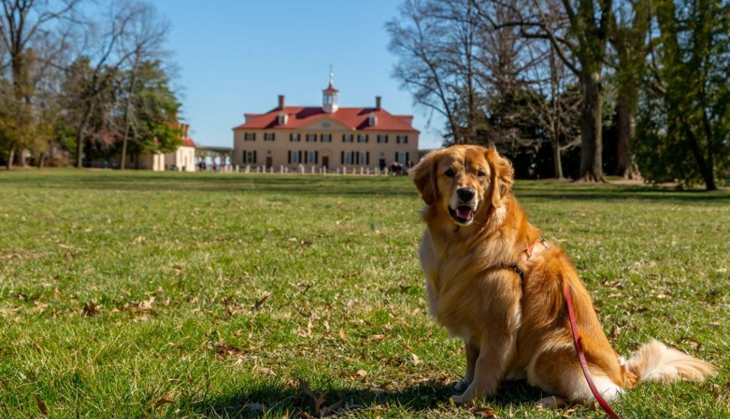 dog sitting in front of the Mount Vernon Mansion